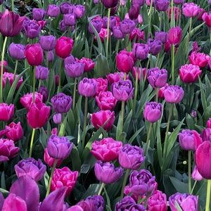 Meet your Posher, Juliana